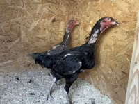 Chickens — 照片 7
