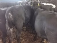 Bovinos (lote, sexo no especificado), Hereford — foto 5