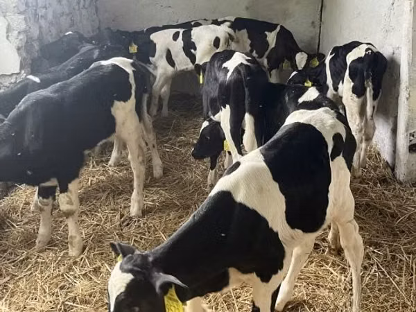 Bull, Russian Black pied cattle