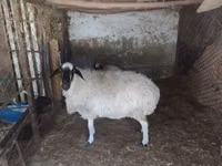 母羊, Afghan Arabi sheep — 照片 1