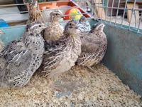 Quails — sawirka 4
