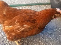 Chickens — Foto 1