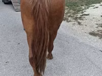 母马, Horses — 照片 5