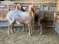 Oveja, Arashan sheep — foto 6
