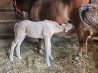 Yegua, Caballos — foto 4