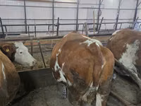 母牛, Simmental cattle — 照片 5