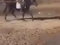 公马, Hungarian horse breed — 照片 8