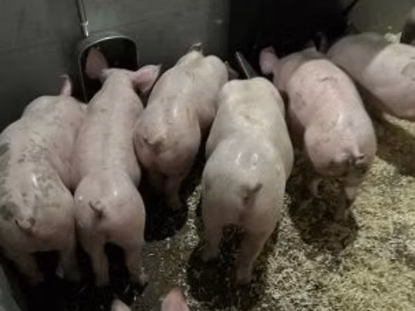 Pigs (batch, sex not specified), 
