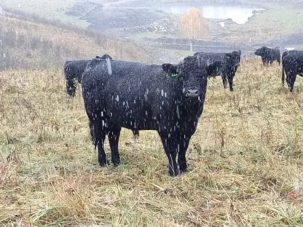 Lo’, Galloway cow