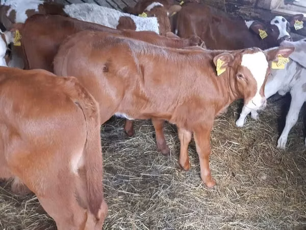 ثور, Simmental cattle