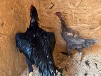Chickens — 照片 4