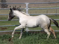 Hengst, National Show Horse — Foto 2