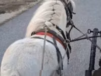 Hengst, Shetland Pony — Foto 2