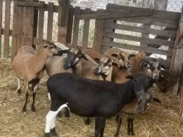 كبش, Cameroon sheep