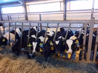 सांड, Russian Black pied cattle — फ़ोटो 1