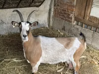 Cabra, Cabras — foto 1