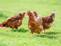 Chickens — फ़ोटो 2