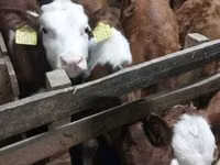 Bull, Simmental cattle — photo 1