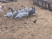 Guinea fowl — 照片 2