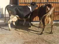 Vaca, Raza Holstein — foto 8