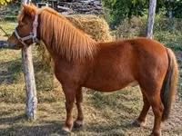 公马, Horses — 照片 3
