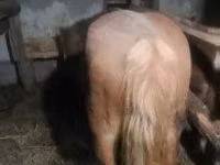 Mare, Haflinger — photo 2