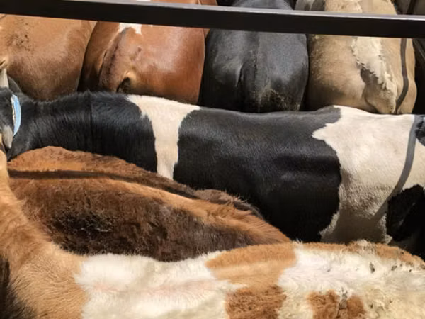 公牛, Cattle