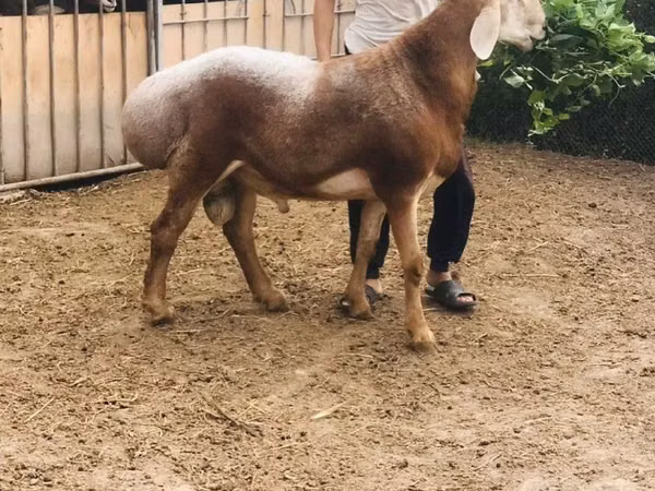 公羊, Sheep