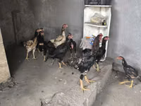 Chickens — फ़ोटो 3