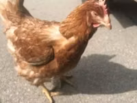 Chickens — sawirka 2