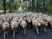 Sheep, Ile-de-France sheep — photo 4