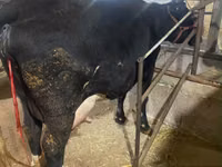 Cow, Alatau breed — photo 1