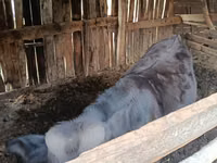 ثور, Swiss cattle — الصورة 4