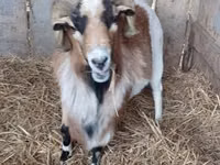 Billy Goat, Goats — photo 6