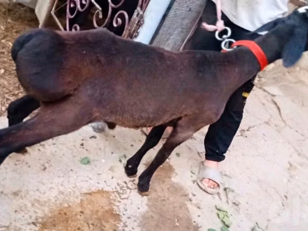 मेढ़ा, Hissar sheep