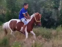 Stute, Shetland Pony — Foto 2