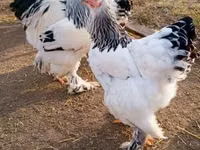 Chickens — 照片 5