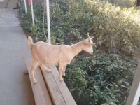 母山羊, Goats — 照片 3