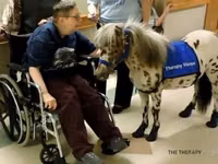 Horse (M), Miniature horse — photo 2