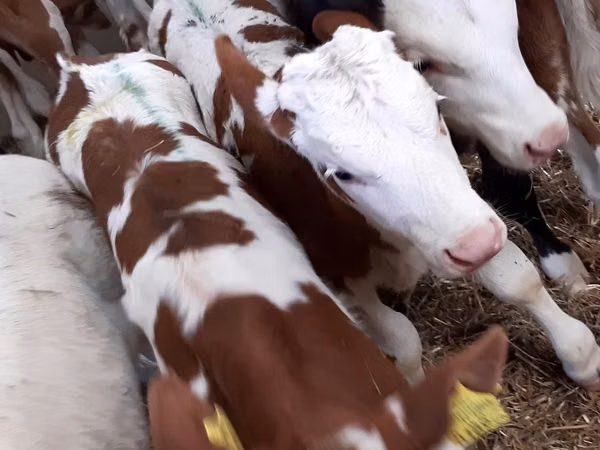أبقار (دفعة، الجنس غير محدد), Simmental cattle