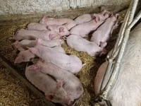 猪（批次，未指定性别）, Pigs — 照片 3