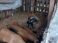 भेड़ें (लॉट, लिंग निर्दिष्ट नहीं), Cameroon sheep — फ़ोटो 4