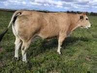 Toro, Partenaise cattle — foto 1
