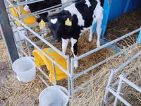 Bull, Swiss cattle — photo 2