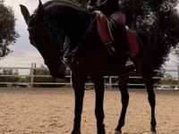 母马, Friesian sport horse — 照片 4