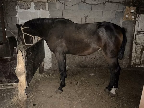 公马, Orlov Trotter