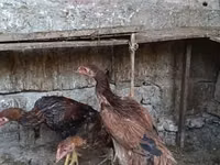 मलय गेम — फ़ोटो 2