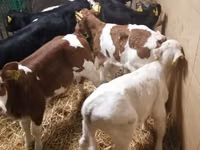 Ng'ombe (kikundi, jinsia haijatajwa), Simmental cattle — picha 6