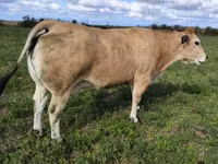公牛, Partenaise cattle — 照片 3