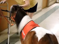 Faras, Miniature horse — sawirka 4